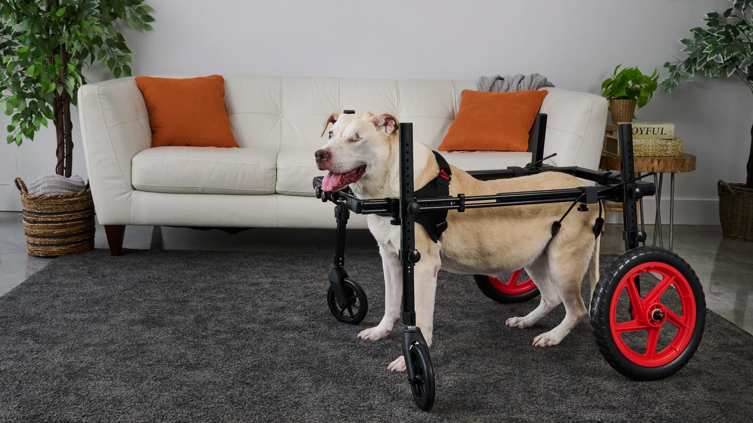 Amazon.com: Best Friend Mobility Pro Series Dog Wheels for